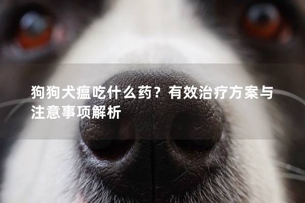 狗狗犬瘟吃什么藥？有效治療方案與注意事項解析