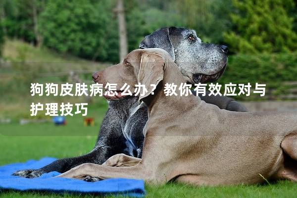 狗狗皮膚病怎么辦？教你有效應(yīng)對與護(hù)理技巧