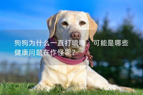 狗狗為什么一直打噴嚏，可能是哪些健康問題在作怪呢？