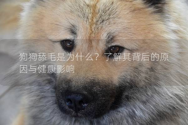 狗狗舔毛是為什么?了解其背后的原因與健康影響