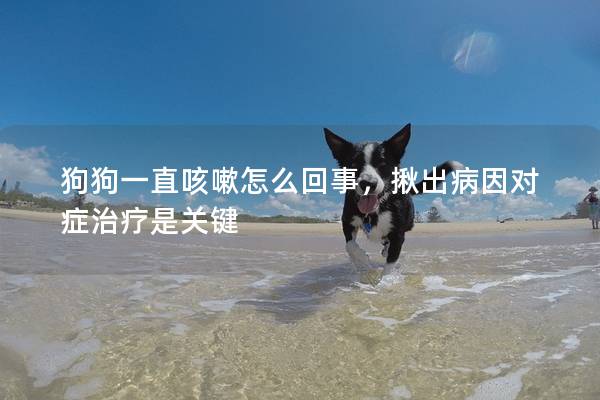 狗狗一直咳嗽怎么回事，揪出病因對癥治療是關鍵