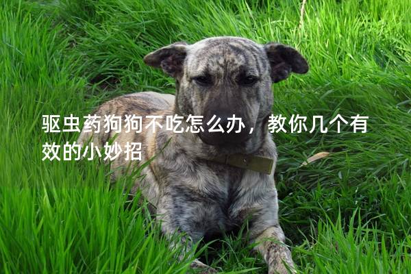 驅蟲藥狗狗不吃怎么辦，教你幾個有效的小妙招