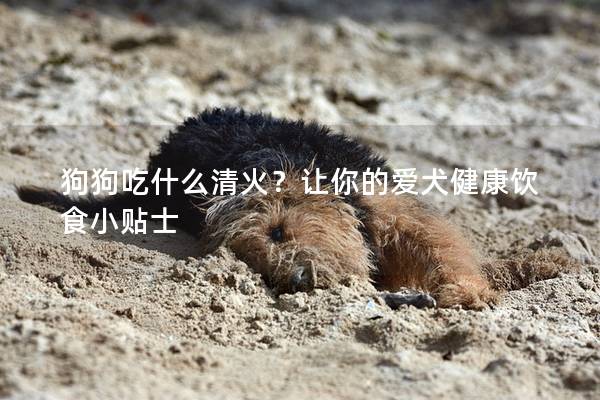 狗狗吃什么清火？讓你的愛犬健康飲食小貼士