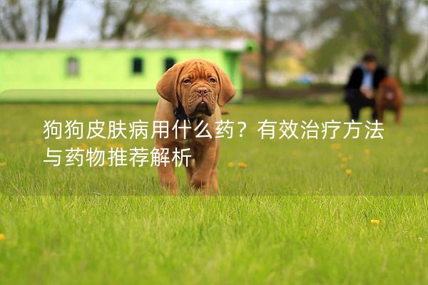 狗狗皮膚病用什么藥？有效治療方法與藥物推薦解析