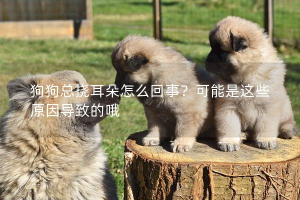 狗狗總撓耳朵怎么回事？可能是這些原因?qū)е碌呐?></em><p>狗狗總撓耳朵怎么回事？可能是這些原因?qū)е碌呐?/p><span>2025-03-07</span></a></li><li><a title=