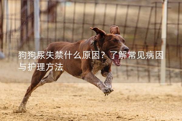 狗狗尿失禁什么原因？了解常見病因與護理方法