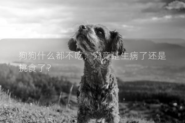 狗狗什么都不吃，究竟是生病了還是挑食了？