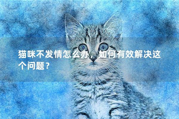 貓咪不發(fā)情怎么辦，如何有效解決這個(gè)問(wèn)題？