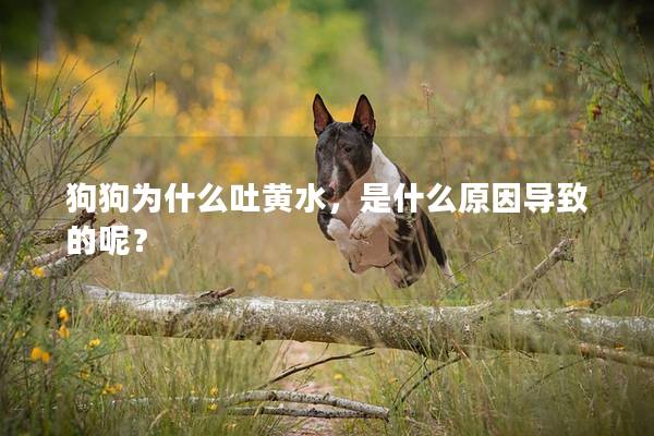 狗狗為什么吐黃水，是什么原因導致的呢？