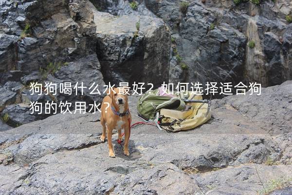 狗狗喝什么水最好？如何選擇適合狗狗的飲用水？