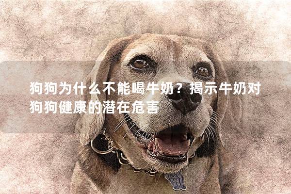 狗狗為什么不能喝牛奶？揭示牛奶對狗狗健康的潛在危害