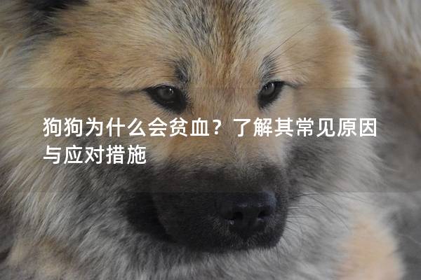 狗狗為什么會貧血？了解其常見原因與應對措施