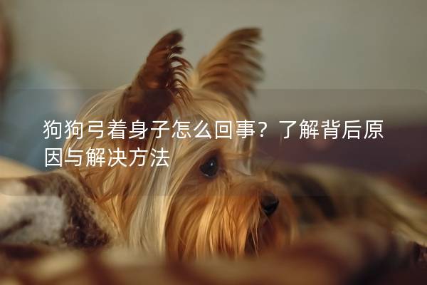 狗狗弓著身子怎么回事？了解背后原因與解決方法