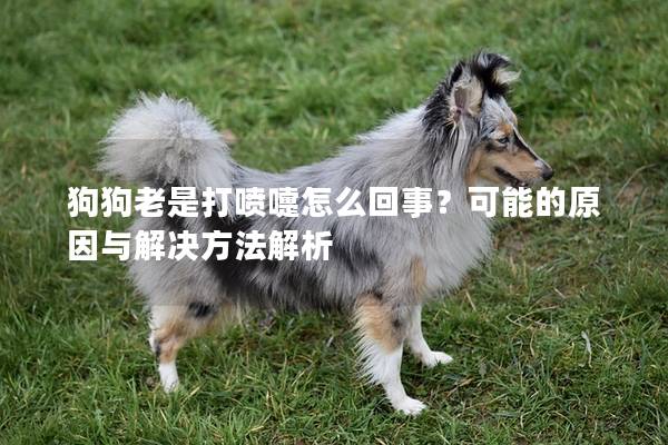 狗狗老是打噴嚏怎么回事？可能的原因與解決方法解析