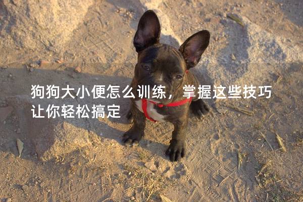 狗狗大小便怎么訓練，掌握這些技巧讓你輕松搞定