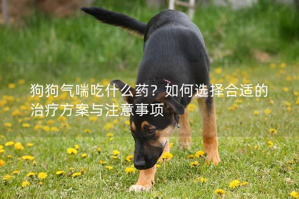 狗狗氣喘吃什么藥？如何選擇合適的治療方案與注意事項