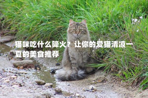 貓咪吃什么降火？讓你的愛貓清涼一夏的美食推薦