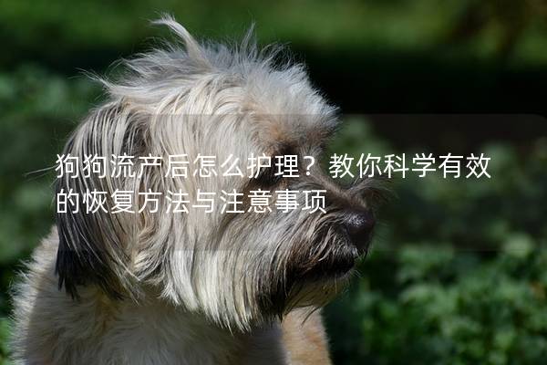 狗狗流產后怎么護理？教你科學有效的恢復方法與注意事項