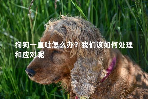 狗狗一直吐怎么辦？我們該如何處理和應對呢