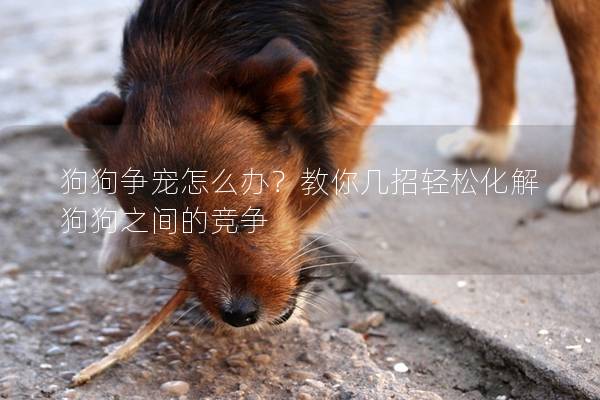 狗狗爭寵怎么辦？教你幾招輕松化解狗狗之間的競爭