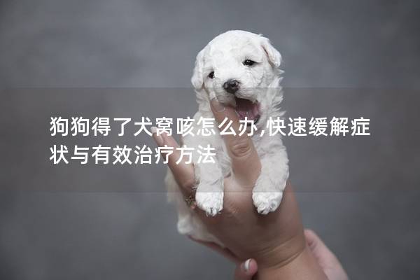狗狗得了犬窩咳怎么辦,快速緩解癥狀與有效治療方法