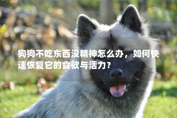 狗狗不吃東西沒精神怎么辦，如何快速恢復它的食欲與活力？