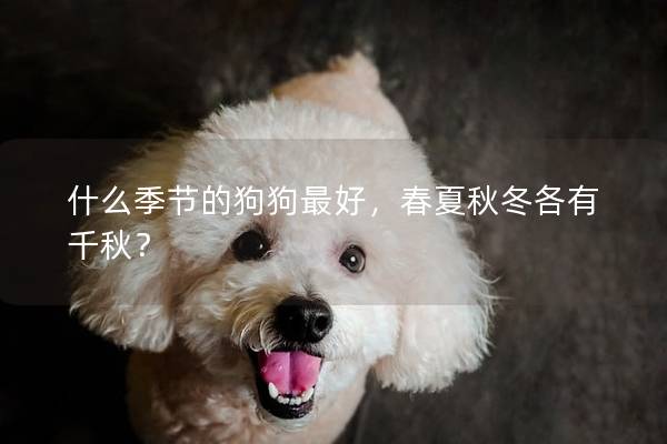 什么季節的狗狗最好，春夏秋冬各有千秋？