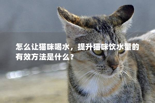 怎么讓貓咪喝水，提升貓咪飲水量的有效方法是什么？