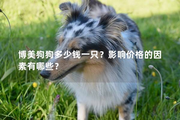 博美狗狗多少錢一只？影響價(jià)格的因素有哪些？