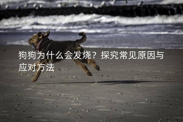 狗狗為什么會發燒？探究常見原因與應對方法