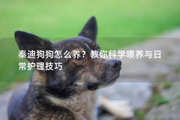 泰迪狗狗怎么養(yǎng)？教你科學(xué)喂養(yǎng)與日常護(hù)理技巧