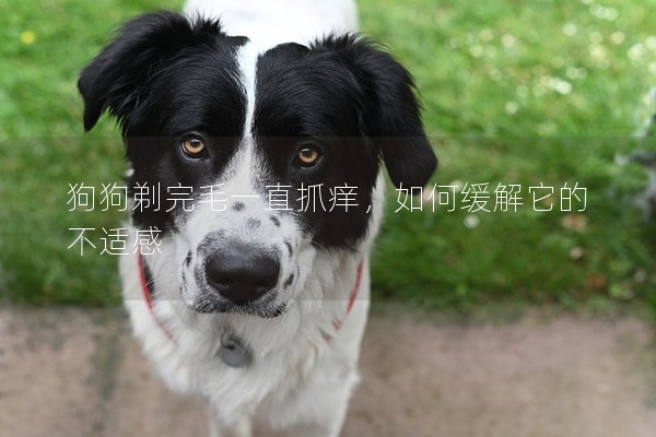狗狗剃完毛一直抓癢，如何緩解它的不適感