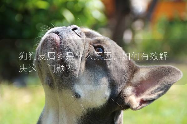 狗狗皮屑多是什么原因,如何有效解決這一問題? 狗狗皮屑多是什么原因,如何有效解決這一問題?