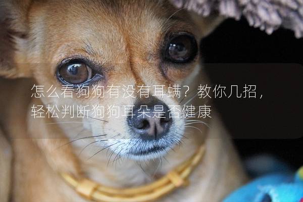 怎么看狗狗有沒有耳螨？教你幾招，輕松判斷狗狗耳朵是否健康