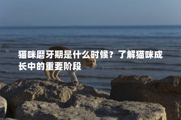 貓咪磨牙期是什么時候？了解貓咪成長中的重要階段