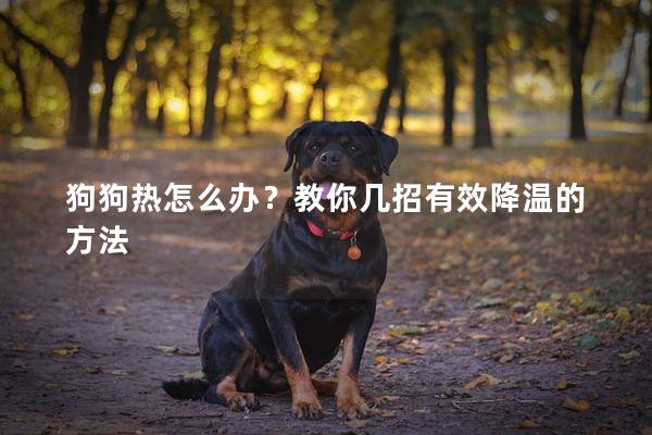 狗狗熱怎么辦?教你幾招有效降溫的方法 狗狗熱怎么辦?教你幾招有效降溫的方法
