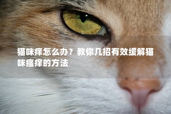 貓咪癢怎么辦？教你幾招有效緩解貓咪瘙癢的方法