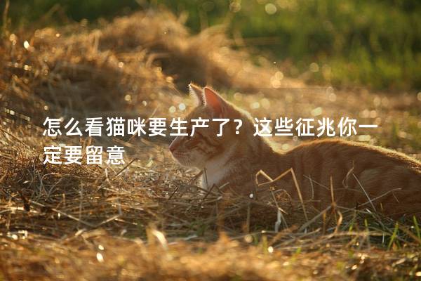 怎么看貓咪要生產了？這些征兆你一定要留意