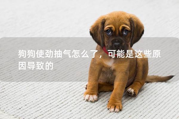 狗狗使勁抽氣怎么了，可能是這些原因?qū)е碌?></em><p>狗狗使勁抽氣怎么了，可能是這些原因?qū)е碌?/p><span>2025-01-18</span></a></li><li><a title=