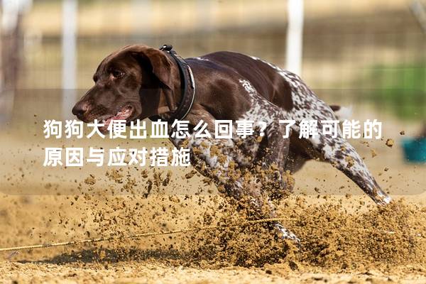 狗狗大便出血怎么回事？了解可能的原因與應對措施