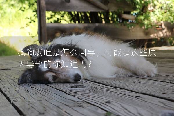 狗狗老吐是怎么回事，可能是這些原因導致的你知道嗎？