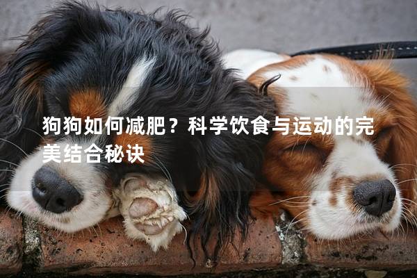 狗狗如何減肥？科學(xué)飲食與運(yùn)動(dòng)的完美結(jié)合秘訣