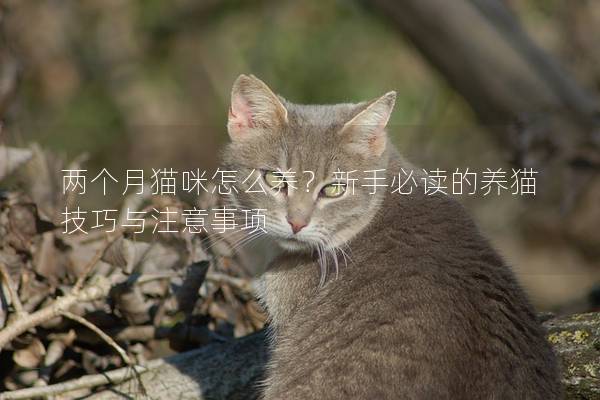 兩個月貓咪怎么養(yǎng)？新手必讀的養(yǎng)貓技巧與注意事項