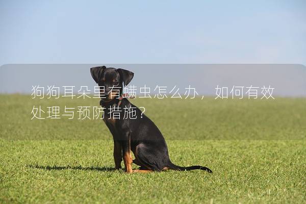 狗狗耳朵里有螨蟲怎么辦，如何有效處理與預(yù)防措施？