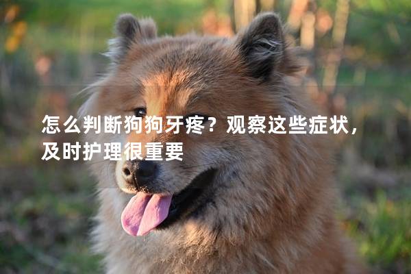 怎么判斷狗狗牙疼？觀察這些癥狀，及時護理很重要