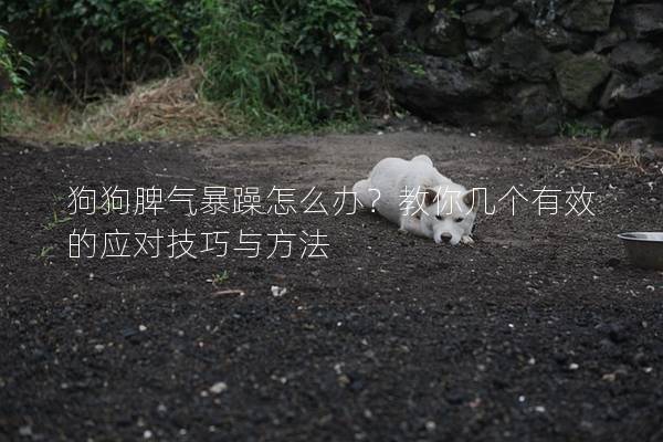 狗狗脾氣暴躁怎么辦？教你幾個有效的應對技巧與方法
