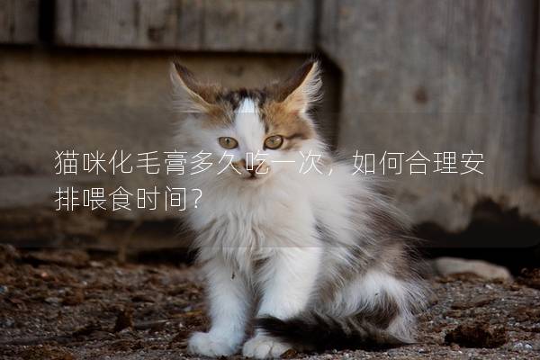 貓咪化毛膏多久吃一次，如何合理安排喂食時間？