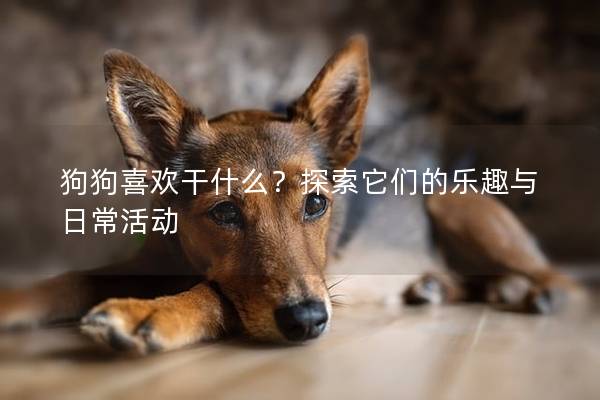 狗狗喜歡干什么？探索它們的樂趣與日常活動