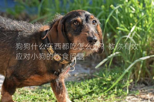 狗狗什么東西都吃怎么辦？教你有效應(yīng)對小狗的飲食問題