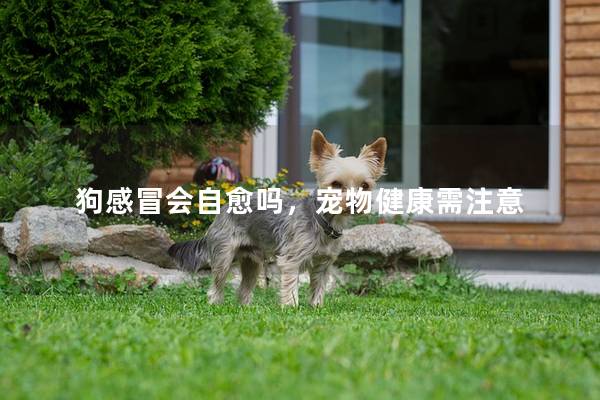 狗感冒會自愈嗎,寵物健康需注意 狗感冒會自愈嗎,寵物健康需注意
